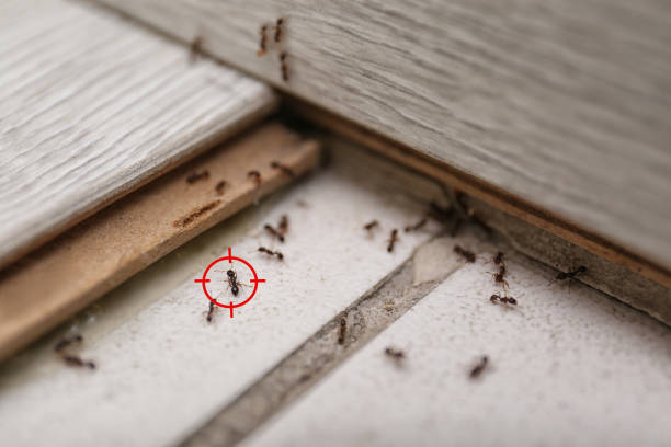 Best Exterminator Services  in Andrews, IN