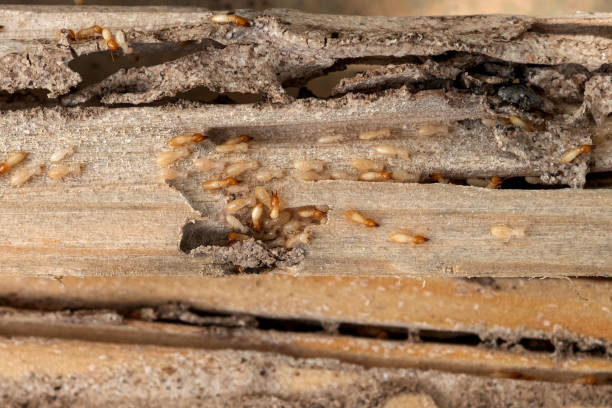 Professional Pest Control in Andrews, IN